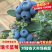 山东L25花香蓝莓质量保证量大从优对接全国诚信经营