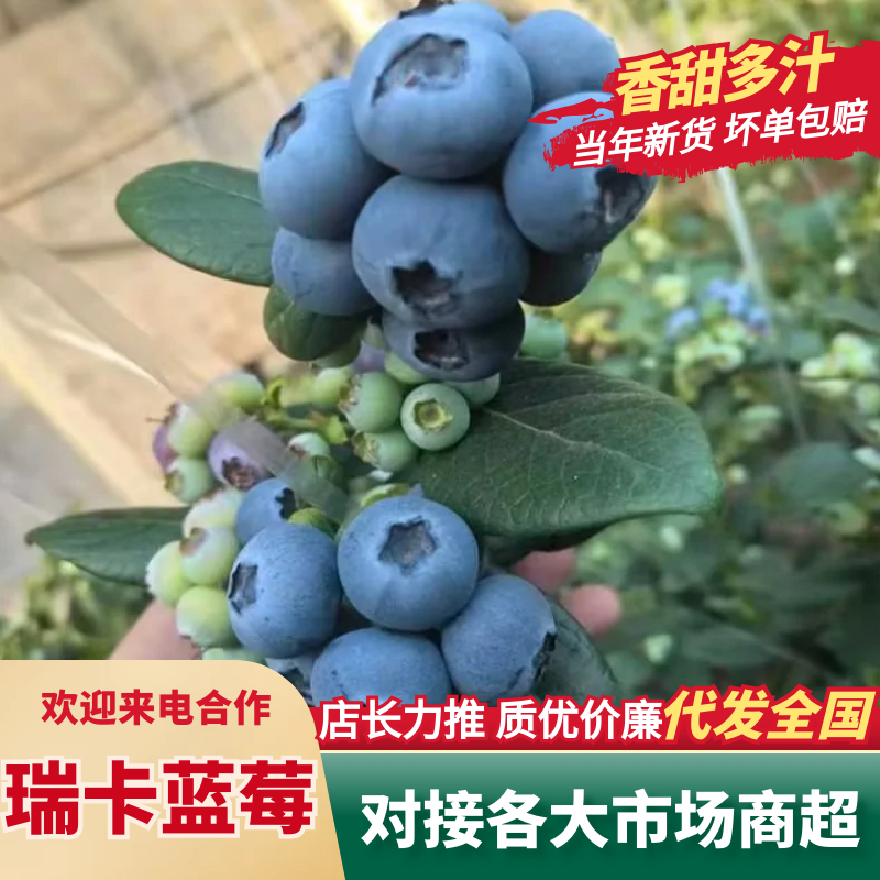 山东L25花香蓝莓质量保证量大从优对接全国诚信经营