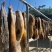 土黄牛牛干巴土黄牛腊排骨口感好价格实惠欢迎联系