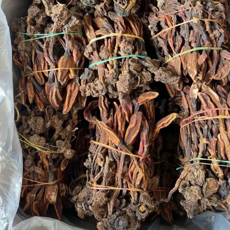 云南回春草顶天柱文王一支笔回春草产地货源一件代发