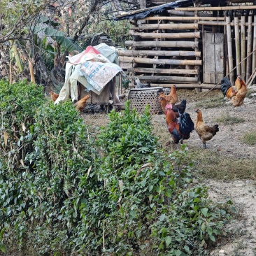 土鸡跑地鸡散养鸡肉质紧实口感好价格实惠