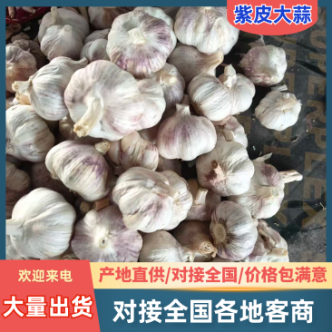 中牟大蒜