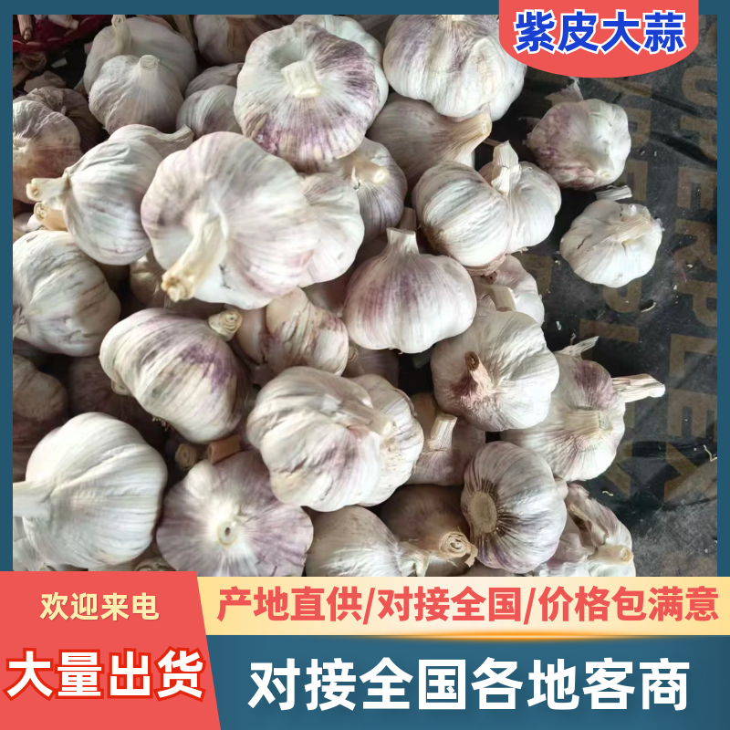 中牟大蒜