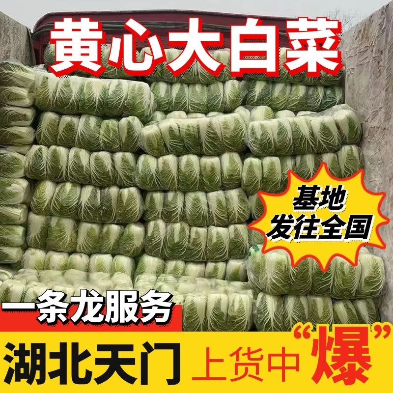 【推荐】黄心白菜/湖北天门基地直供/适合发市场/加工厂等