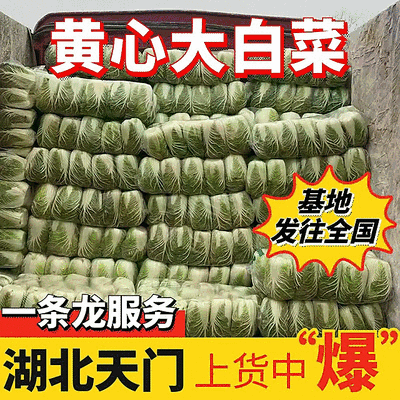 《黄心白菜》湖北白菜/天门产地直供/无烧心烧边/全国发货