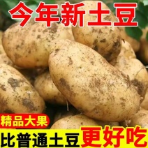 实验一土豆/河北土豆/今年新货/坏果包赔/大甩卖