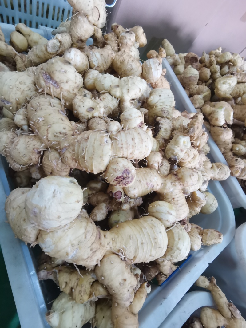 新鲜黄精，大量供应，健康美味，品质保证，速来选购！