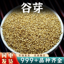 谷芽中药材谷牙生谷芽栗谷芽新货高发芽率安国中药材批发