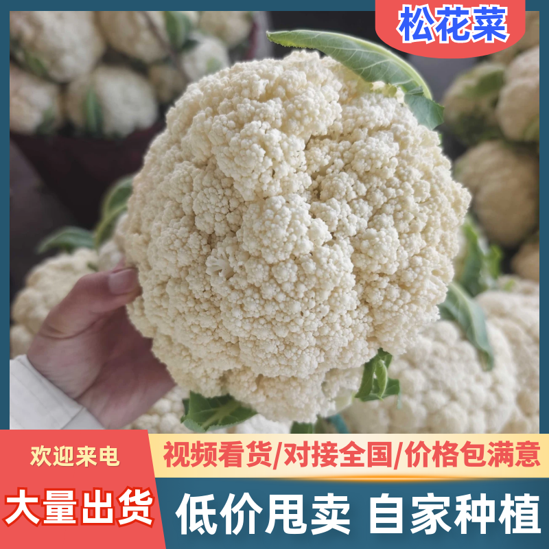 浙江温州产地精品白面青梗松花菜一手货源可视频看货