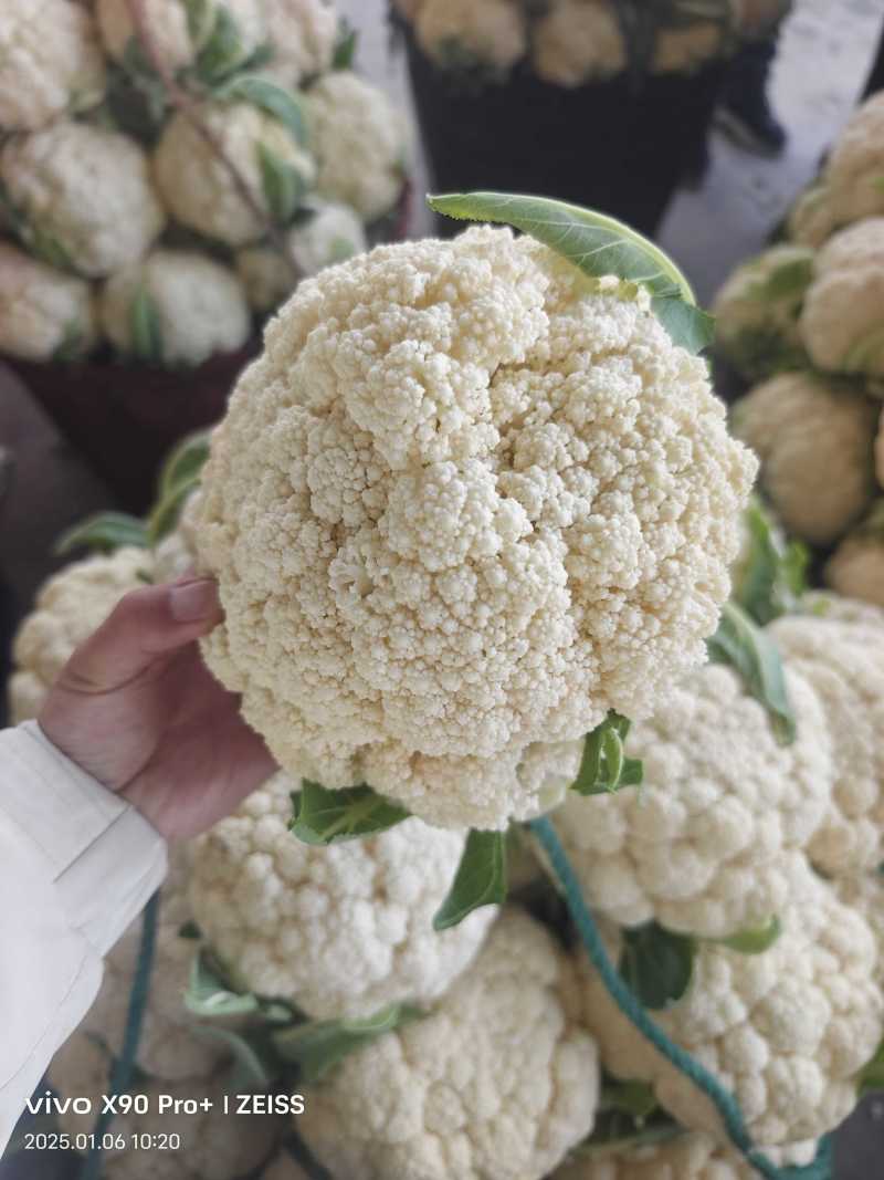 浙江温州产地精品白面青梗松花菜一手货源可视频看货