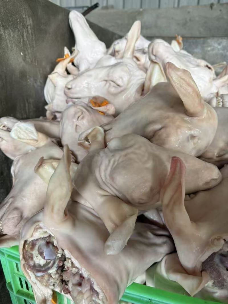 羊头育肥羊火烧羊头工厂直发常年供应可视频看货
