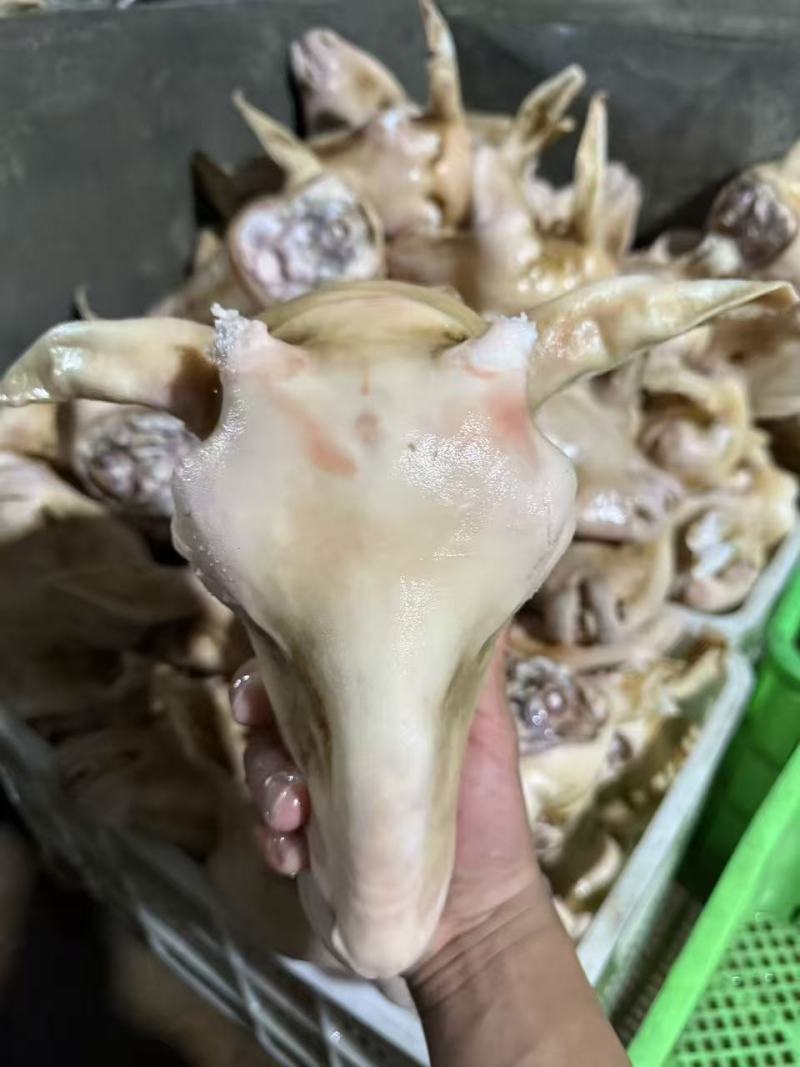 羊头育肥羊火烧羊头工厂直发常年供应可视频看货