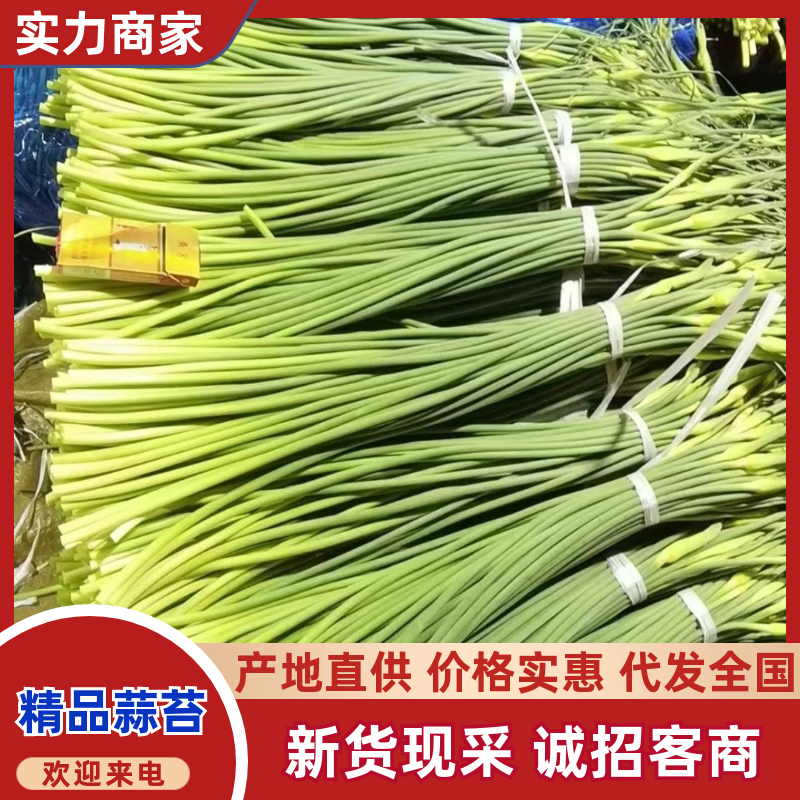 白帽蒜薹质优价廉，一吨起批，随到随装欢迎咨询