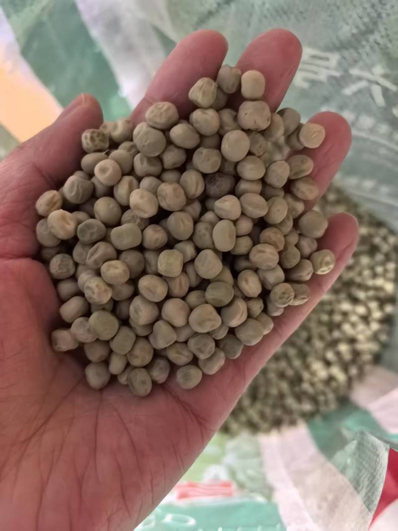 中豌六号豌豆种子高产豌豆种子秋冬季26年新种子