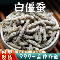 僵蚕中药材白僵蚕僵虫天虫姜蚕姜虫白疆蚕安国中药材批发
