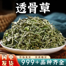 透骨草中药材新鲜珍珠透骨草非野生泡脚安国中药材批发