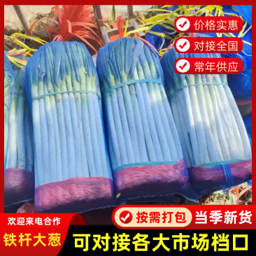 山东铁杆大葱承接餐饮食堂加工批发电商社区团购直播带货