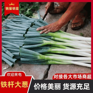 临沂铁杆大葱自家货源量大条形好按需求分拣打包加工提供打捆