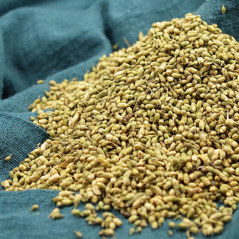 槐米国炒槐米槐花茶新槐米干槐花茶新货小槐米安国中药材批发