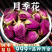 月季花中药材泡水正品月季花安国中药材批发