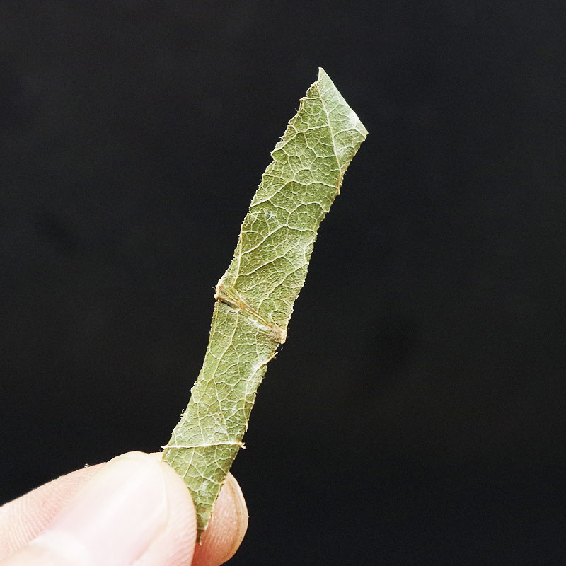 枇杷叶中药材新鲜枇杷叶茶非野生枇杷叶干货煮水琵琶叶批发