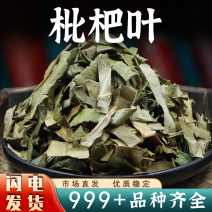 枇杷叶中药材新鲜枇杷叶茶非野生枇杷叶干货煮水琵琶叶批发