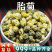 胎菊中药材桐乡杭菊菊花茶浙江杭白菊非野生小胎菊干货批发