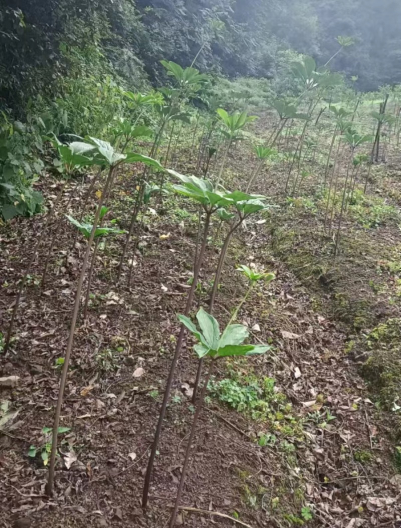 云南重楼万亩基地直供，品质保证，可预定货发全国