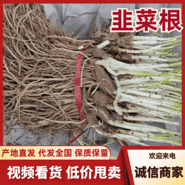 韭菜苗大量供应电商韭菜根产地直销量大质优欢迎咨询采购