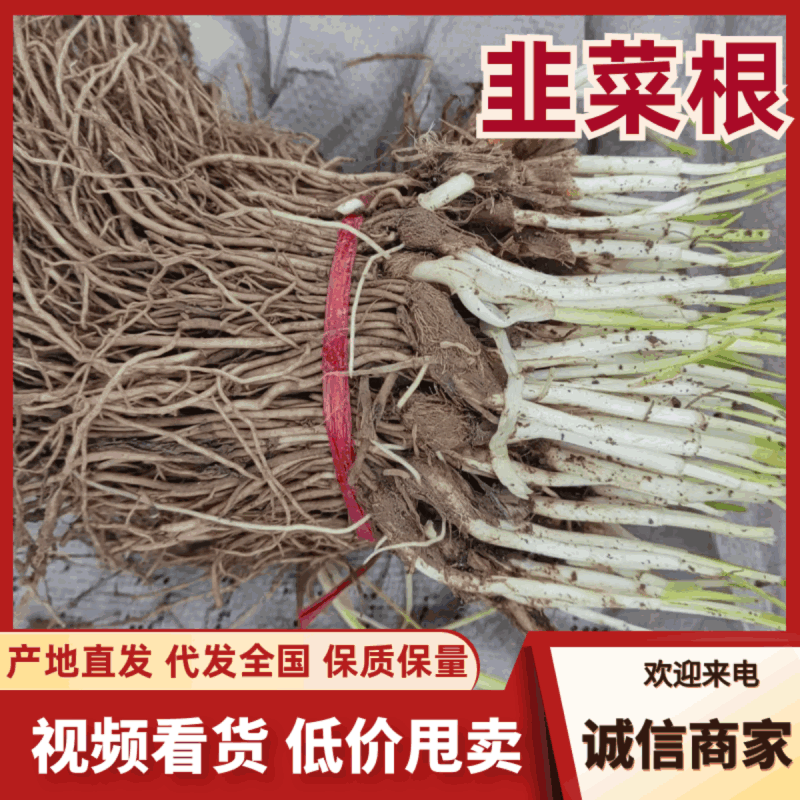 韭菜苗大量供应电商韭菜根产地直销量大质优欢迎咨询采购