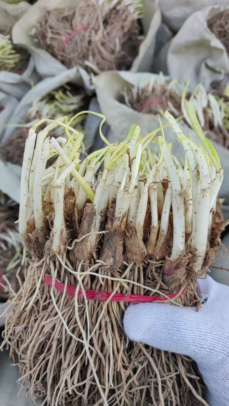韭菜苗大量供应电商韭菜根产地直销量大质优欢迎咨询采购