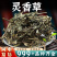 灵香草中药材批发