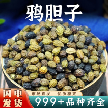 鸦胆子鸭蛋子籽膏仁鸭胆子鸦蛋子新货粒大饱满安国中药材批发