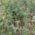 苦荞苦荞麦厂家直供量大从优价格实惠食品加工厂