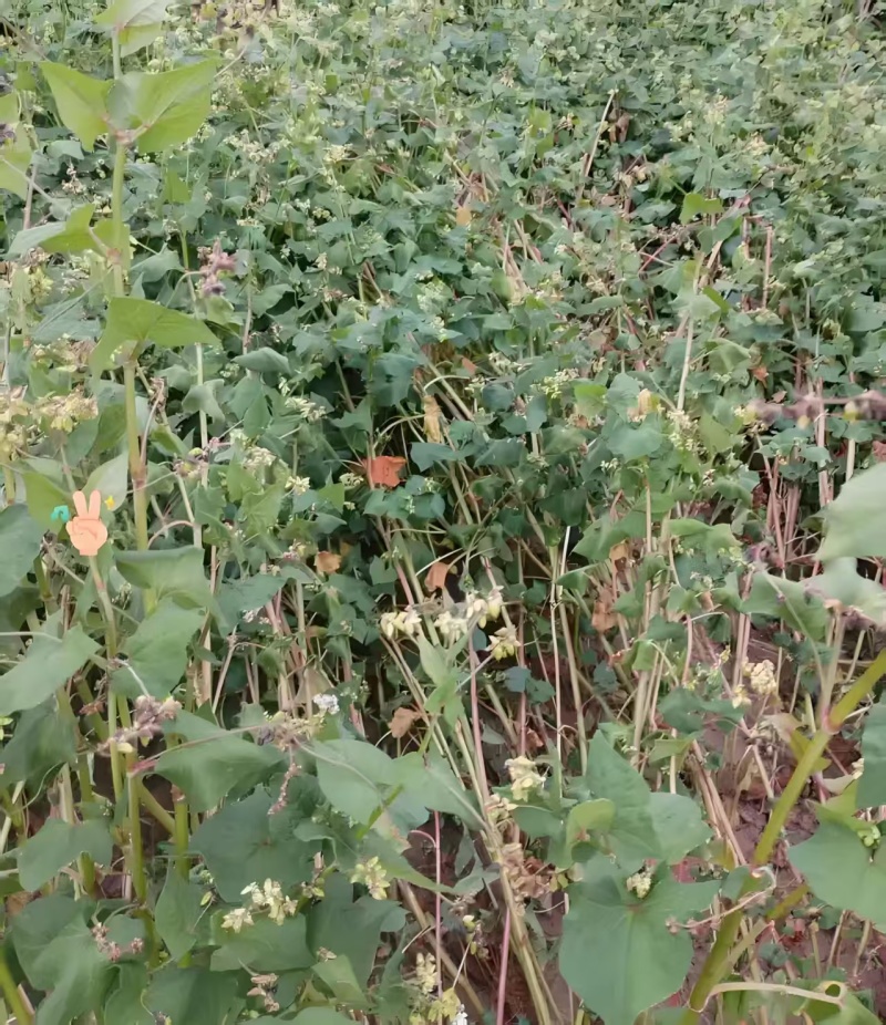 苦荞苦荞麦厂家直供量大从优价格实惠食品加工厂