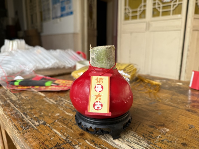 蜡球朱顶红规格齐全支持一件代发诚招电商可指导经营
