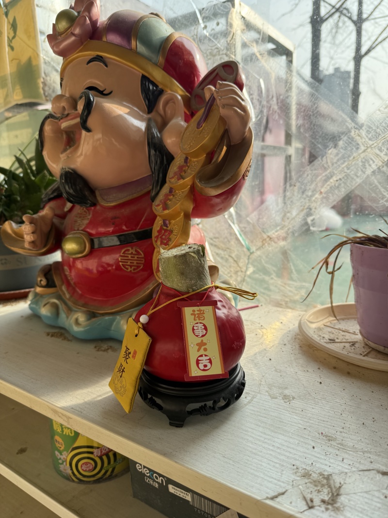 蜡球朱顶红规格齐全支持一件代发诚招电商可指导经营