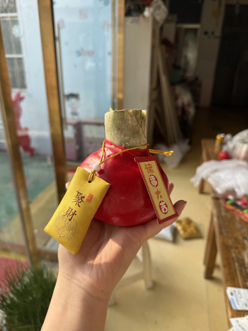 蜡球朱顶红规格齐全支持一件代发诚招电商可指导经营