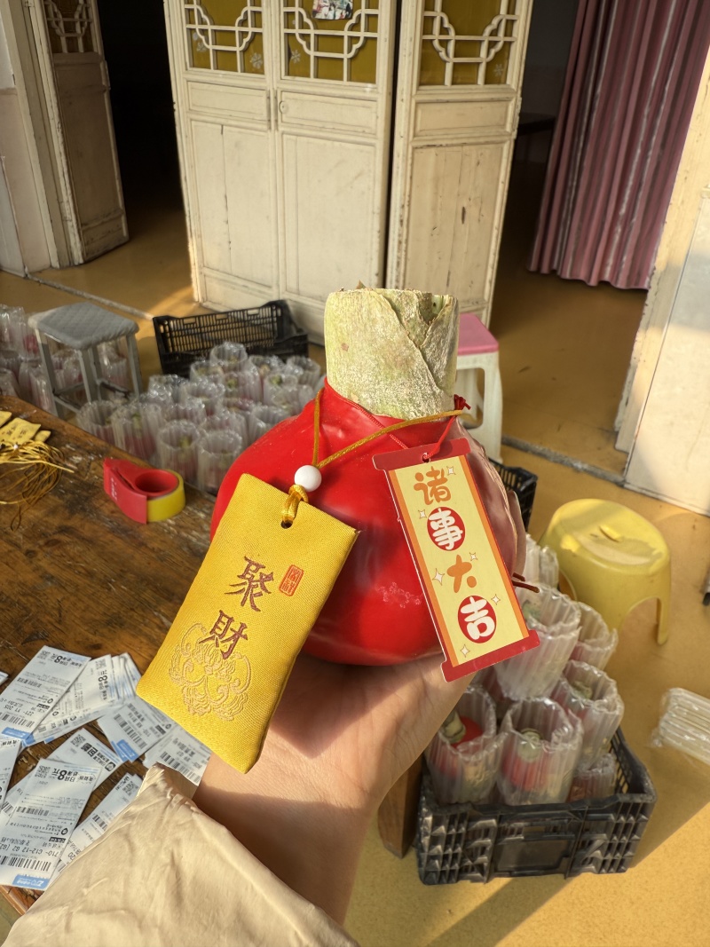 蜡球朱顶红规格齐全支持一件代发诚招电商可指导经营