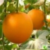 莘县鼎顺瓜果蔬菜有限公司的一亩田店铺