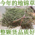 地锦草奶浆草铺地锦铺地红卧蛋草地安国中药材批发