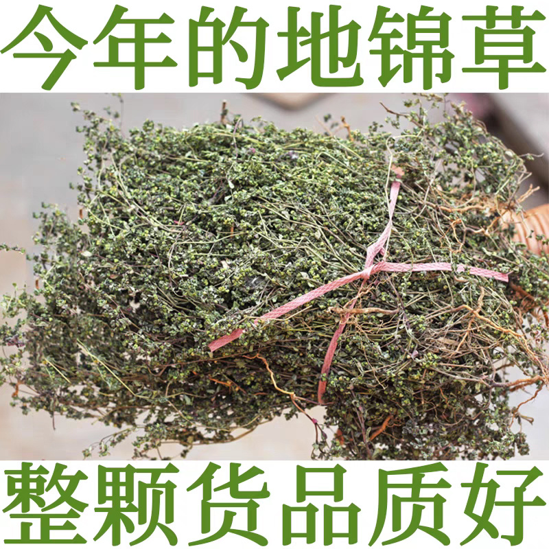 地锦草奶浆草铺地锦铺地红卧蛋草地安国中药材批发