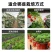 育苗基质栽培基质花卉营养土80L蔬菜瓜果草莓林木通用型