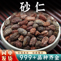 去壳砂仁砂仁果中药材砂仁沙仁香料香砂仁安国中药材批发