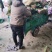 菏泽精品小叶菠菜扎把菠菜基地一手货源全国发货
