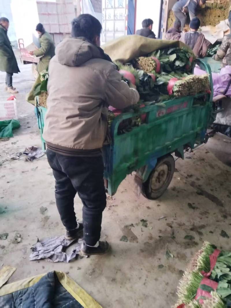 菏泽精品小叶菠菜扎把菠菜基地一手货源全国发货