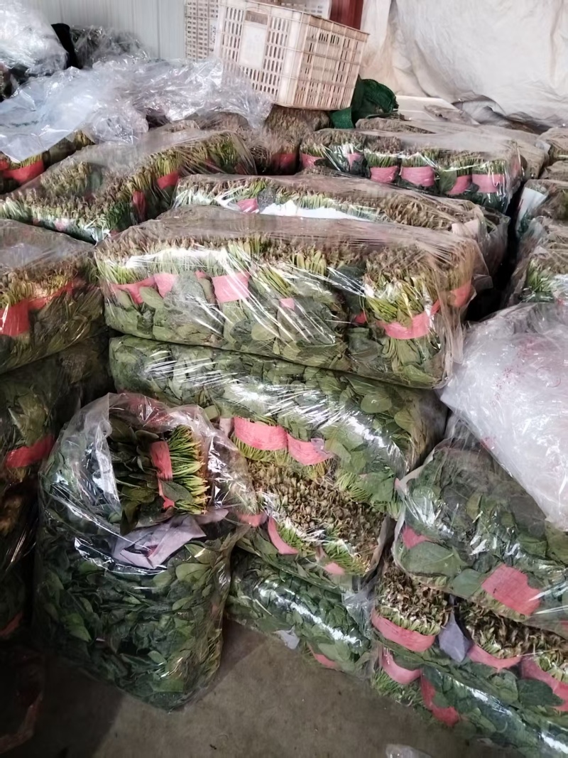 菏泽精品小叶菠菜扎把菠菜基地一手货源全国发货