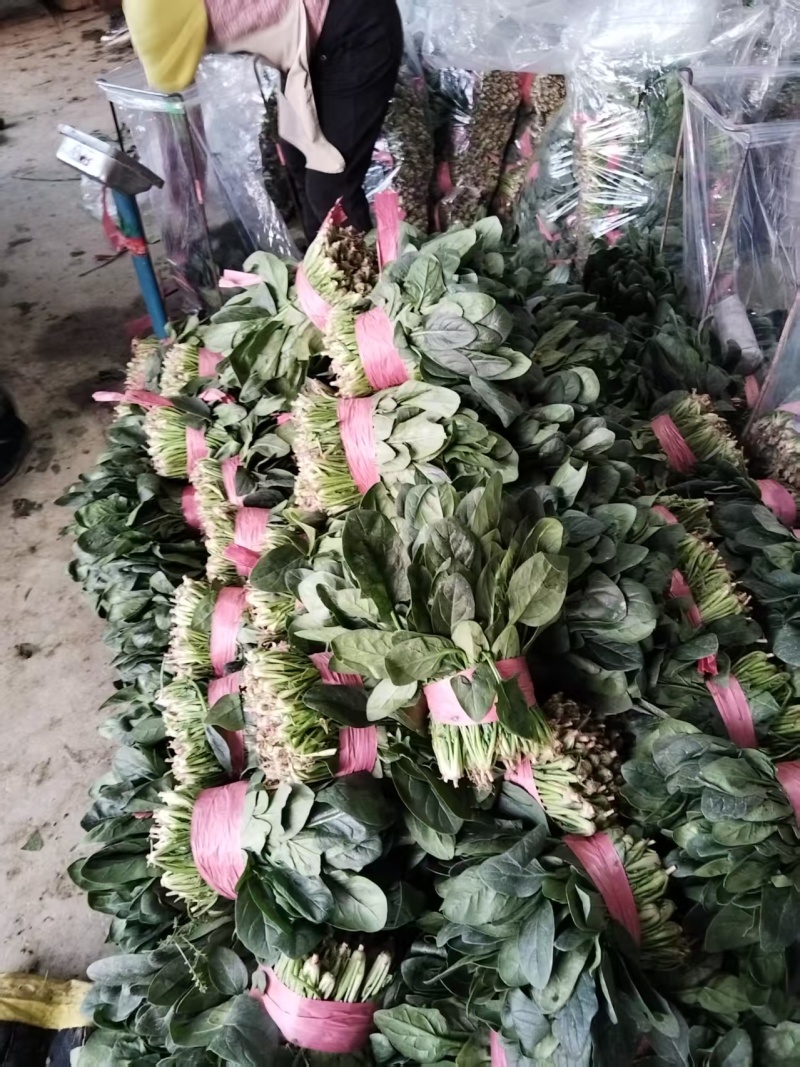 菏泽精品小叶菠菜扎把菠菜基地一手货源全国发货