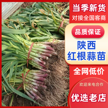《精选》陕西红根蒜苗基地直发对接全国量大从优一条龙服务