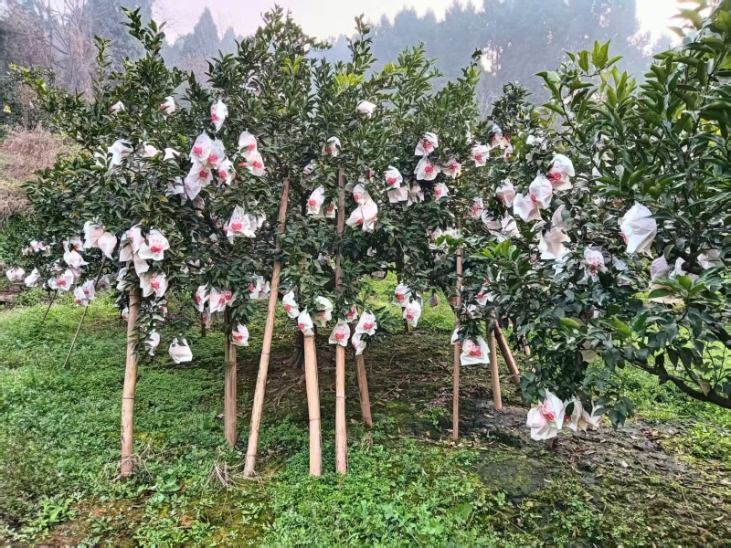【精品】春见耙耙柑物美价廉可实地看货回头客多品质好